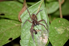 Heteropoda parva