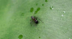 Polyrhachis lamellidens