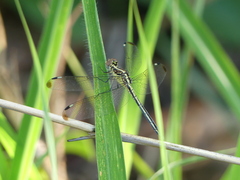 Hemistigma albipunctum