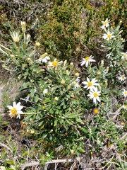 Chiliotrichum diffusum