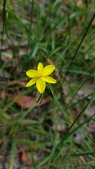 Tricoryne simplex