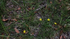Tricoryne simplex
