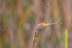 Trithemis pallidinervis