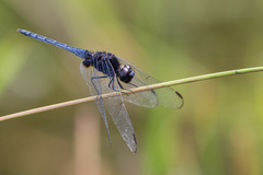 Indothemis limbata