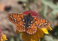 Euphydryas anicia capella