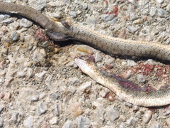 Dolichophis caspius