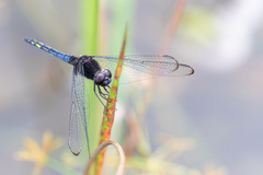 Indothemis limbata