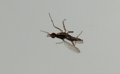 Neriidae