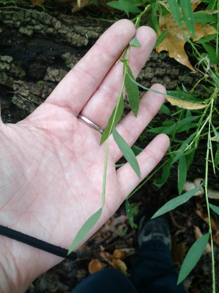 Japanese Stiltgrass Invasive Exotic Plants Of North Carolina Inaturalist Japanese Stiltgrass Invasive Exotic Plants Of North Carolina Inaturalist