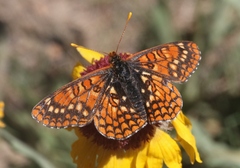 Euphydryas anicia capella