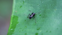 Polyrhachis lamellidens