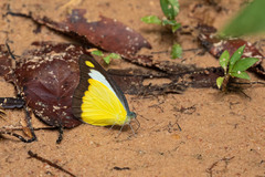 Appias lyncida eleonora