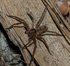Heteropoda jugulans