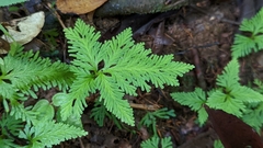 Selaginella
