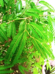 Piptadenia gonoacantha