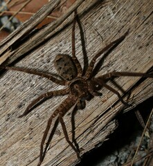 Heteropoda jugulans