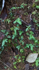 Selaginella
