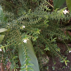Cuphea hyssopifolia
