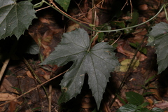 Trichosanthes subvelutina