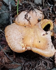 Suillus caerulescens