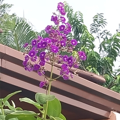 Pleroma heteromallum