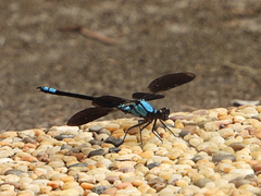 Diphlebia euphoeoides