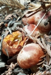 Suillus caerulescens