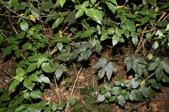 Trichosanthes subvelutina