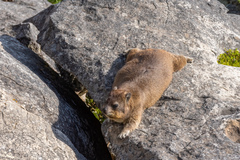 Procavia capensis capensis