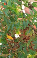 Epilobium pseudorubescens