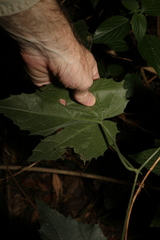 Trichosanthes subvelutina