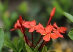 Ixora coccinea
