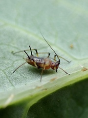Macrosiphum