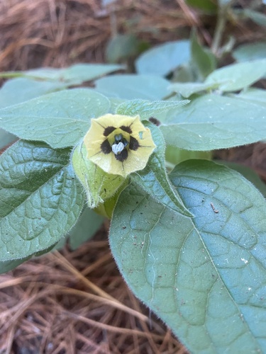 Physalis peruviana observed 2022-11-26