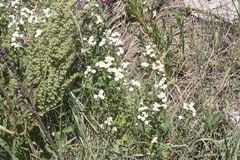 Tanacetum parthenium