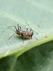 Macrosiphum