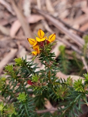 Phyllota squarrosa