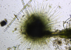 Gloeotrichia echinulata