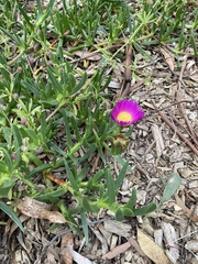 Carpobrotus rossii
