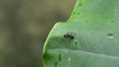 Polyrhachis lamellidens