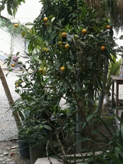 Citrus japonica