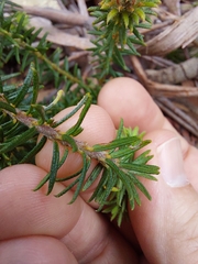 Phyllota squarrosa
