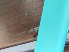 Spilostethus pacificus