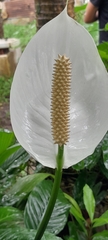 Spathiphyllum wallisii