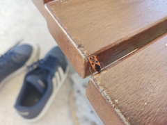 Spilostethus pacificus