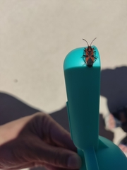 Spilostethus pacificus