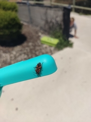 Spilostethus pacificus