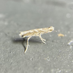 Epicephala trigonophora