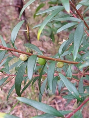 Persoonia mollis