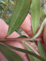 Persoonia mollis